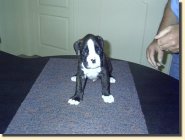 Zorro-Jake