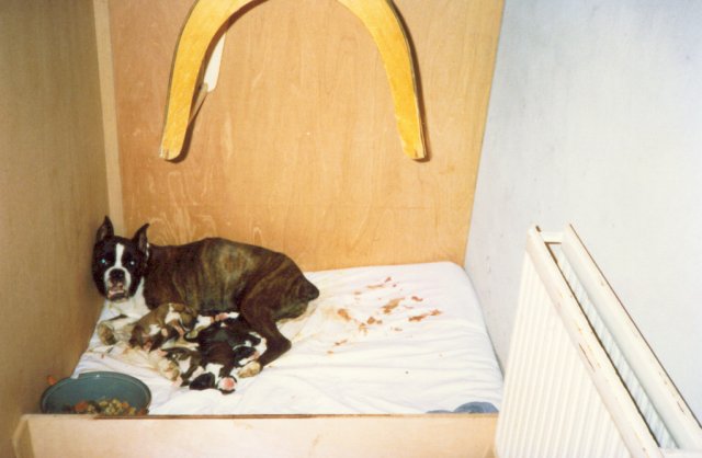 Karien met puppies van 2 dgn oud