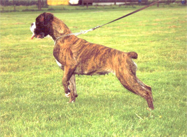 Lady vt Reggehome 1993